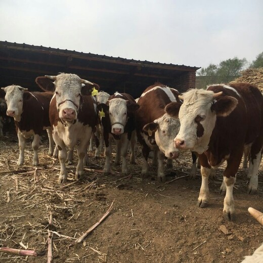 西门塔尔牛犊小母牛,五百至六百斤,大小都有