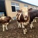 西门塔尔牛犊小母牛,500斤的,散养肉牛