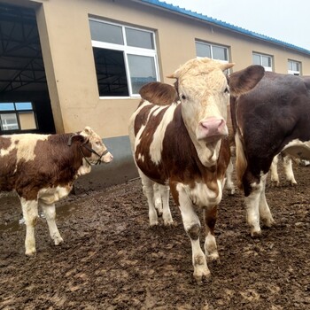 西门塔尔牛犊小母牛,四百斤的,出栏快