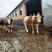 西门塔尔牛犊小母牛,600斤左右,放山架子牛