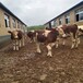 西门塔尔牛犊小母牛,2023年,四肢强健