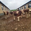 西门塔尔牛犊小母牛-免费观察-红白花的图片