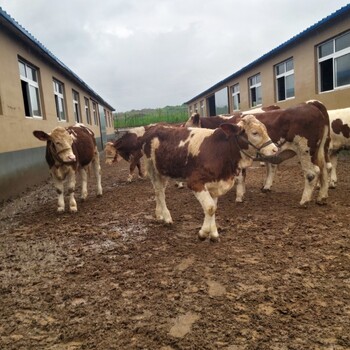 西门塔尔牛犊小母牛,400多斤,可技术跟踪服务