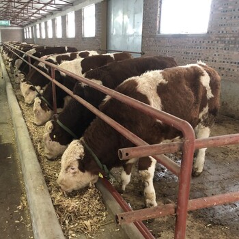 西门塔尔四代母牛-育肥效果好-散养肉牛犊
