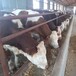 西门塔尔牛犊小母牛,四五百斤,全国发货