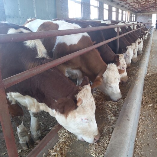 西门塔尔牛犊小母牛,500斤的,脊背宽阔