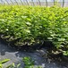 西藏高产蓝莓苗可以种植吗？蓝莓苗近期价格