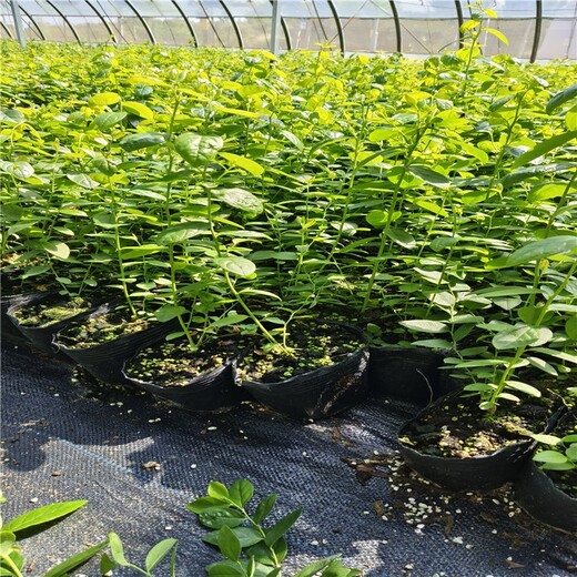 广东挂果蓝莓苗可以种植吗？蓝莓苗近期价格