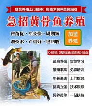 贵州养殖方法黄骨鱼图片
