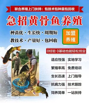 四川黃顙魚苗價格表