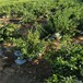 哪里有产量高的蓝莓苗大棚种植效果