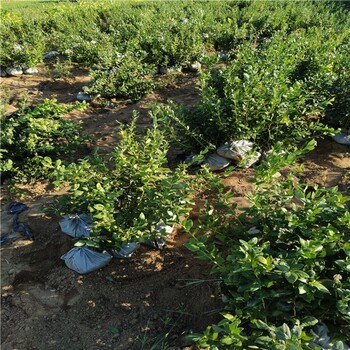 哪里卖早熟蓝莓苗高产品种介绍