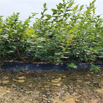 湖南丰产蓝莓苗可以种植吗？蓝莓苗近期价格