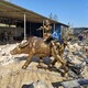 園林動物擺件圖