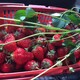 新兴县水果办理食品检测报告产品图