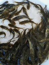 贵州黄骨鱼养殖池塘要求图片