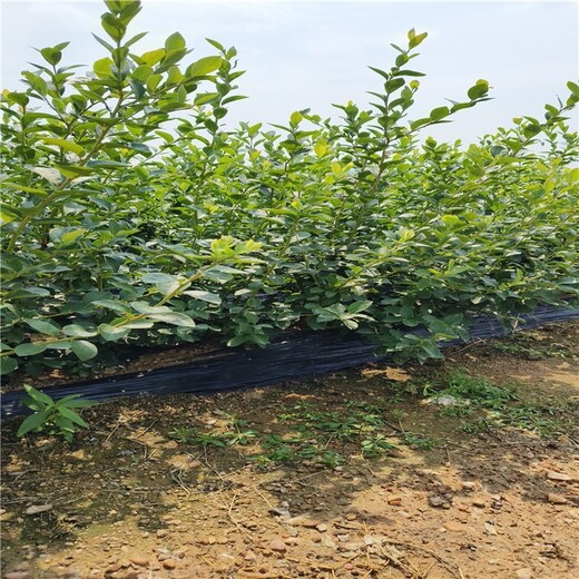 河南杜克蓝莓苗可以种植吗？蓝莓苗近期价格