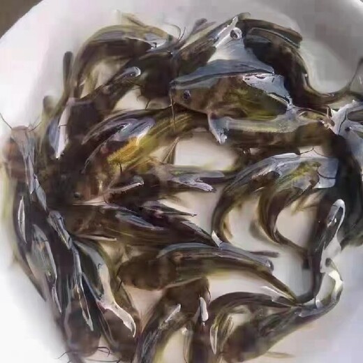四川科学养殖黄颡鱼