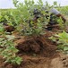广西南高蓝莓苗可以种植吗？蓝莓苗近期价格