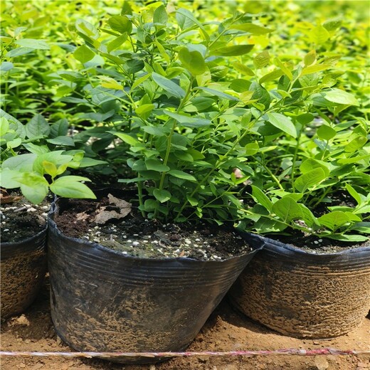 江西南高蓝莓苗可以种植吗？蓝莓苗近期价格