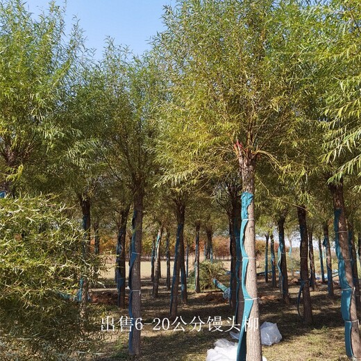 13公分饅頭柳報(bào)價(jià),景觀價(jià)值高