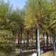 黑龍江饅頭柳圖