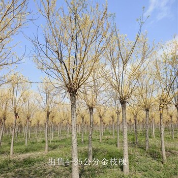 重慶合川金枝槐出售,金枝國槐