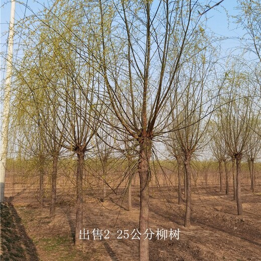 新疆五家渠柳樹,長期出售