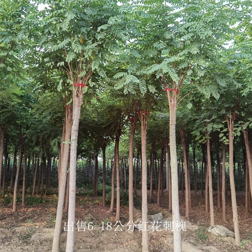 世泽园林-苗木批发-8公分红花刺槐-提供种植技术