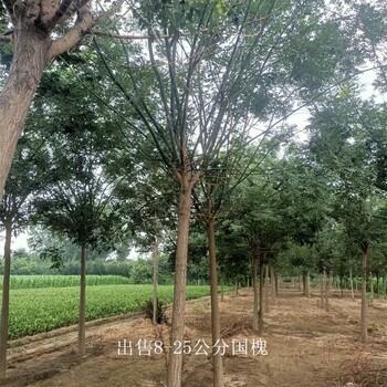 批發(fā)基地-世澤園林-枝繁葉茂-10公分國槐