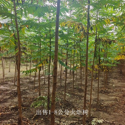 10公分火炬樹基地,適應性廣