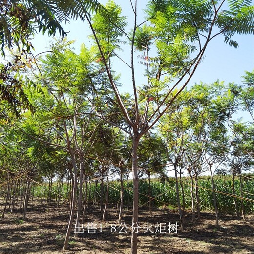 內(nèi)蒙古興安盟火炬樹,高存活率