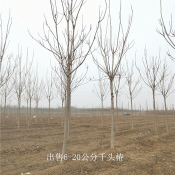 世澤園林-苗木批發-千頭椿基地-苗圃好貨-精心種植