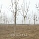 20公分千頭椿圖