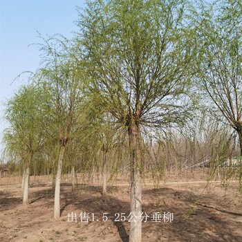 新疆阿拉爾垂柳