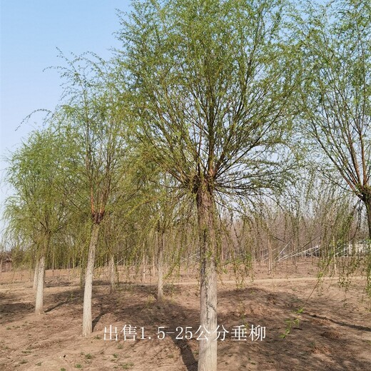 浙江臺州垂柳