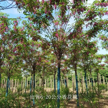 湖北荆州香花槐,红花槐