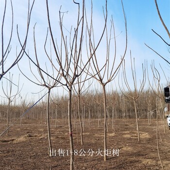 山西朔州火炬樹(shù)基地,適應性廣