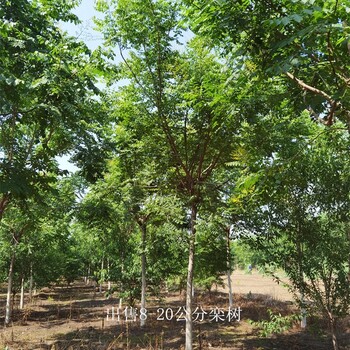13公分欒樹價格,欒樹批發價格,質量優,廠家批發