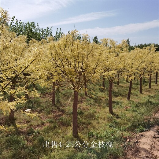 甘肅嘉峪關(guān)金枝槐,金枝國槐