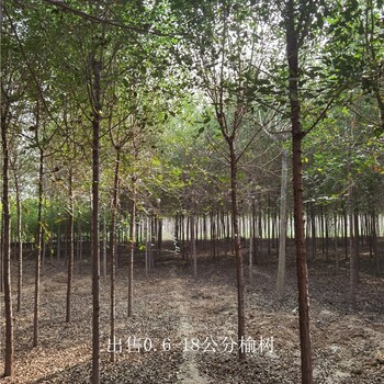 世澤園林-苗圃基地-9公分榆樹-緩苗快-土球發貨