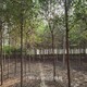 白榆樹圖
