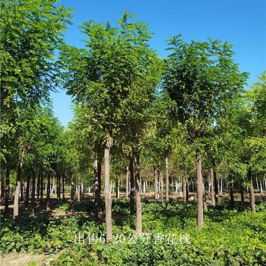香花槐廠家,10公分香花槐報價,發(fā)貨快,樹苗基地