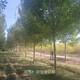 白蠟樹苗圖