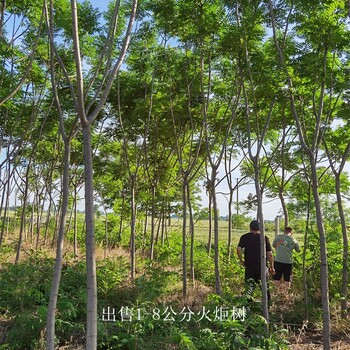 西藏林芝火炬树产地,适应性广