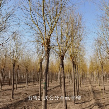 新疆巴音郭楞6公分金絲垂柳基地