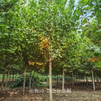 新疆巴音郭楞法桐樹,好養(yǎng)易活