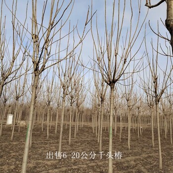 世澤園林-基地加農戶-千頭椿種植-適應性強-質量好