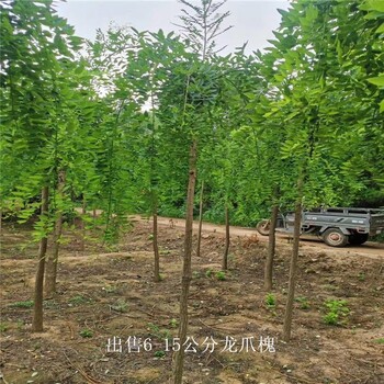 世澤園林-買方驗貨-6公分龍爪槐-提供種植技術