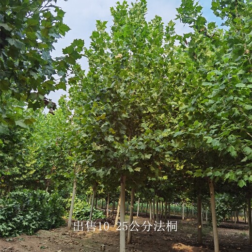 甘肅隴南法桐樹苗,好養易活